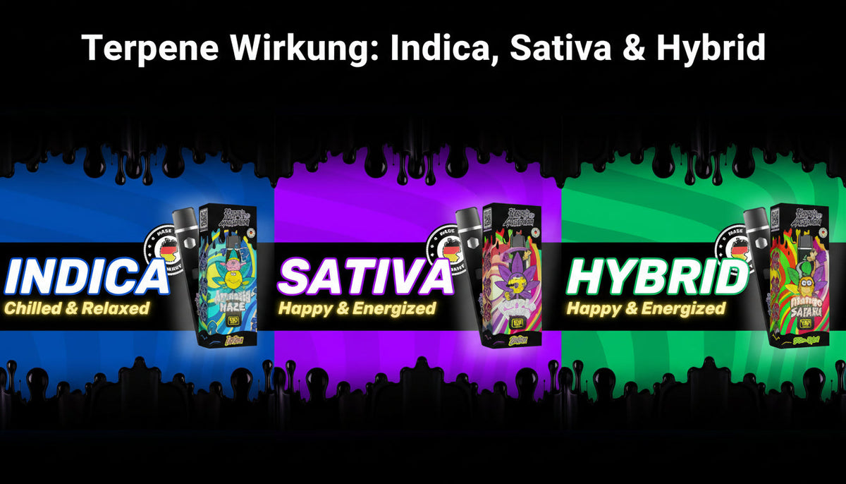 Efectul terpenelor: Indica, Sativa și Hibrid explicate